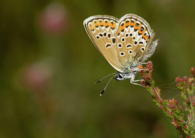 BUITEN BEELD Foto: 33176
