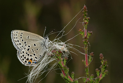 BUITEN BEELD Foto: 33182