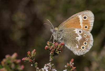 BUITEN BEELD Foto: 33183