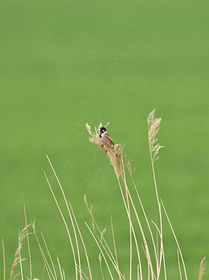 BUITEN BEELD Foto: 33191