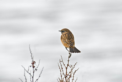 BUITEN BEELD Foto: 33213