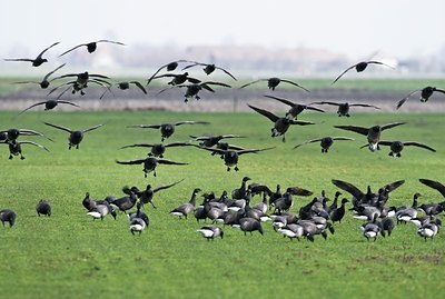 BUITEN BEELD Foto: 33229