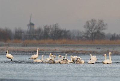 BUITEN BEELD Foto: 33230