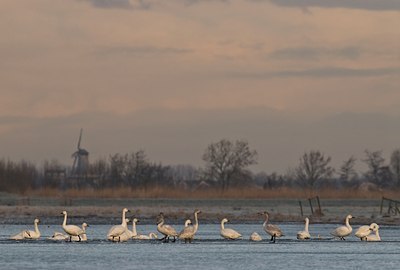 BUITEN BEELD Foto: 33232