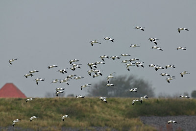 BUITEN BEELD Foto: 33236