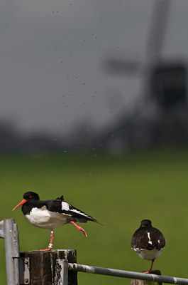 BUITEN BEELD Foto: 33237