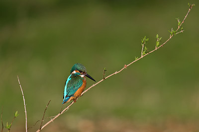 BUITEN BEELD Foto: 33241