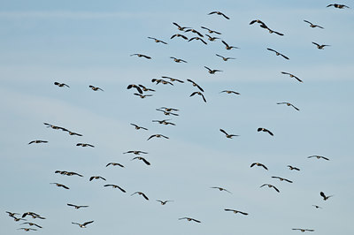 BUITEN BEELD Foto: 33287