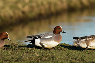 BUITEN BEELD Foto: 33342
