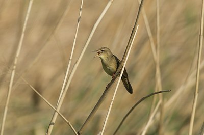 BUITEN BEELD Foto: 33347