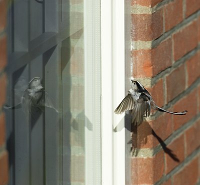 BUITEN BEELD Foto: 33349