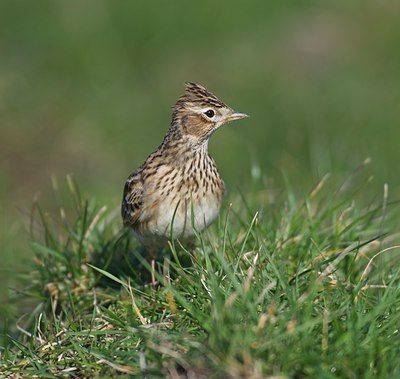 BUITEN BEELD Foto: 33406
