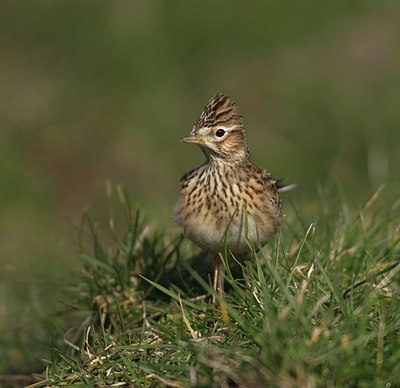 BUITEN BEELD Foto: 33416