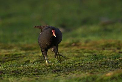 BUITEN BEELD Foto: 33422