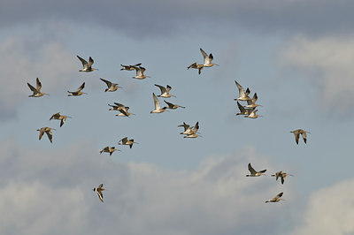 BUITEN BEELD Foto: 33441