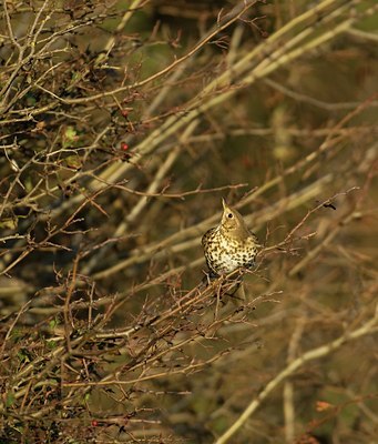 BUITEN BEELD Foto: 33448