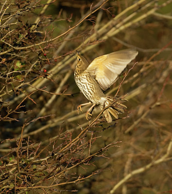 BUITEN BEELD Foto: 33449