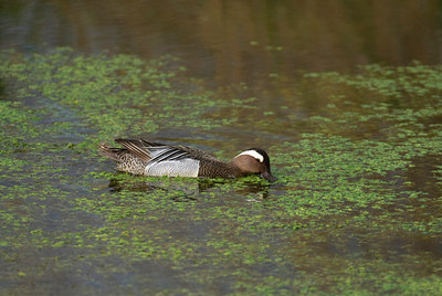 BUITEN BEELD Foto: 33450