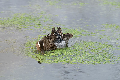 BUITEN BEELD Foto: 33451