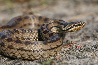 BUITEN BEELD Foto: 33482