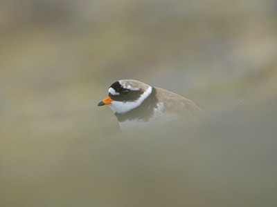 BUITEN BEELD Foto: 33490