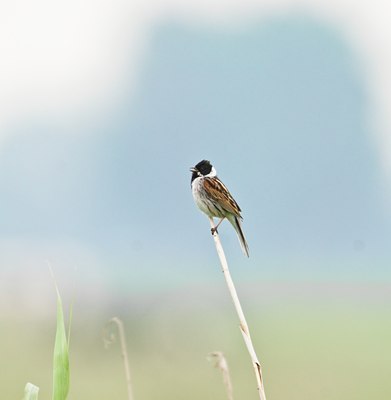 BUITEN BEELD Foto: 33493