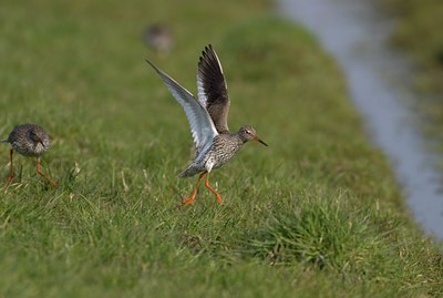 BUITEN BEELD Foto: 33517