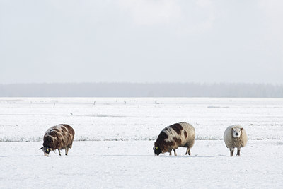 BUITEN BEELD Foto: 33540