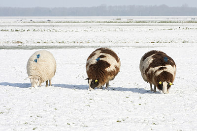 BUITEN BEELD Foto: 33541