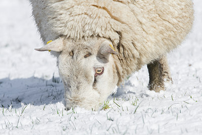 BUITEN BEELD Foto: 33542