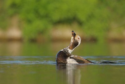 BUITEN BEELD Foto: 33588