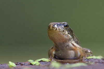 BUITEN BEELD Foto: 33613