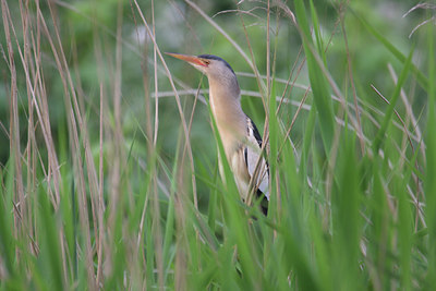BUITEN BEELD Foto: 33788