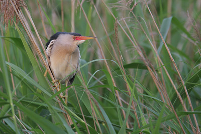 BUITEN BEELD Foto: 33793