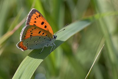 BUITEN BEELD Foto: 33838