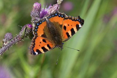 BUITEN BEELD Foto: 33839