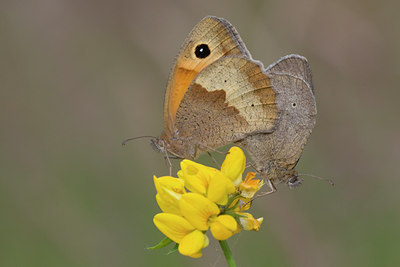 BUITEN BEELD Foto: 33842