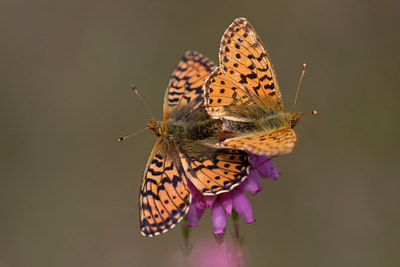 BUITEN BEELD Foto: 33848