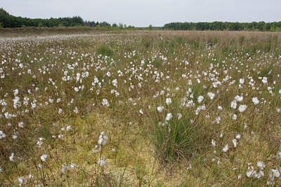BUITEN BEELD Foto: 33852