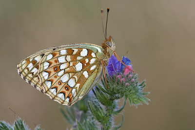 BUITEN BEELD Foto: 33853