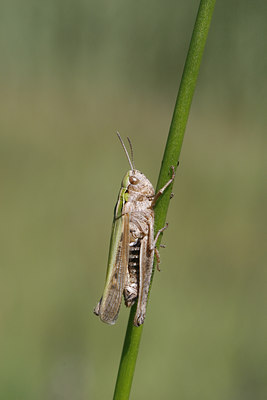 BUITEN BEELD Foto: 33885