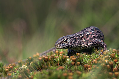 BUITEN BEELD Foto: 33957