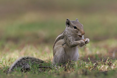 BUITEN BEELD Foto: 33971