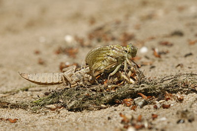 BUITEN BEELD Foto: 33986