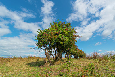 BUITEN BEELD Foto: 339024