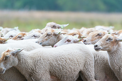 BUITEN BEELD Foto: 339035