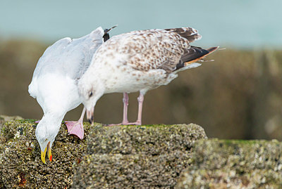 BUITEN BEELD Foto: 339086