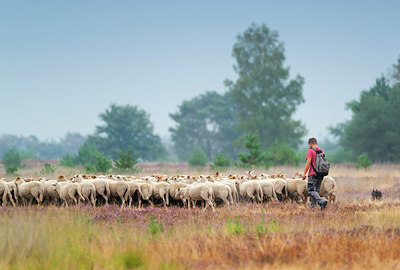 BUITEN BEELD Foto: 339088