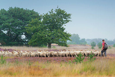 BUITEN BEELD Foto: 339093