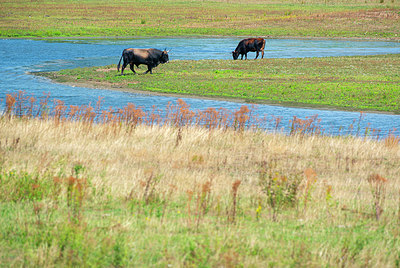 BUITEN BEELD Foto: 339118